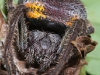 Female Tropical Orb Weaver (<em>Eriophora ravilla</em>)