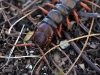 Giant Centipede (<em>Scolopendra</em> sp.)