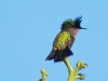Male Antillean Crested Hummingbird