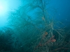 Diving Black Forest - Peter Island, BVI