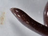 Tail of Adult Blind Snake <em>Ramphotyphlops braminus</em>