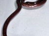 Adult Blind Snake <em>Ramphotyphlops braminus</em>