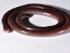 Adult Blind Snake <em>Ramphotyphlops braminus</em>