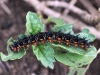 Tropical Buckeye Caterpillar (<em>Junonia genoveva</em>)
