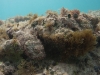 Scorpionfish at Burgeaux Bay
