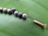 Exotic Butterfly Eggs & Baby Caterpillar
