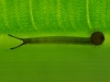 Baby Caterpillar