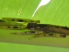 Baby Caterpillars