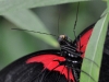 Exotic Butterfly Close-up
