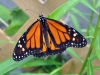 Monarch (<em>Danaus plexippus</em>)