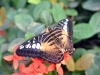 Exotic Butterfly at The Butterfly Farm