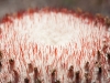 Melocactus Cephilium