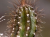 Candlestick Cactus