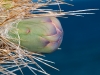 Unopened Flower Bud of Candlestick Cactus