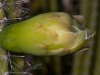 Unopened Flower Bud of Candlestick Cactus