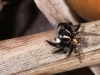 Jumping Spider (<em>Anasaitis</em> sp.)