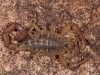 Scorpion (<em>Centruroides barbudensis</em>)