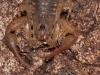 Scorpion (<em>Centruroides barbudensis</em>)