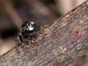 Jumping Spider (<em>Anasaitis</em> sp.)