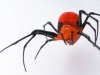 Awesome Spider (<em>Alcimosphenus</em>)