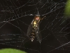 Strange Fly in Spider Web