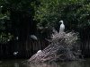 Great Egret on Nest
