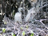 Egret Chicks in Nest