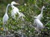 Egrets and Chicks