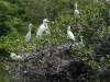 Egrets and Chicks