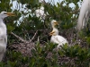 Great Egrets with Chicks in Nest