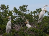 Great Egrets with Chicks in Nest