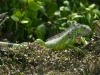 Green Iguana at Grand Case Cemetery Pond