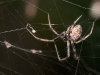 Orb-weaving Spider, Possibly (<em>Metepeira compsa</em>)