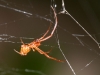 Cobweb-weaving Spider