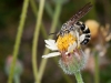 Scoliid Wasp, <em>Campsomeris trifasciata</em>
