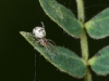 Unidentified Spider, Possibly Juvenile