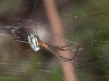 Orchard Spider, <em>Leucauge argyra</em>