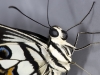 Checkered Swallowtail (<em>Papilio demoleus</em>)