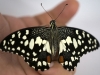 Checkered Swallowtail (<em>Papilio demoleus</em>)