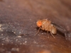 Unidentified Fly