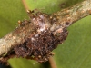Ants and Scale Insects