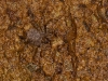 Small Wall Crab Spider