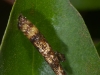 Insect Home, Possibly Bagworm Moth