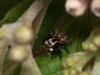 Jumping Spider with Prey