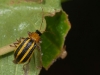 Another Leaf Beetle
