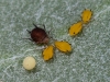 Aphids and Monarch Egg