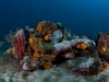 Sponges and Corals