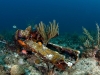 Coral and Sponge Encrusted Car Remains at Chris\'s Reef