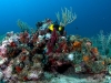 Rock Beauty (<em>Holacanthus tricolor</em> Amongst Sponges and Corals