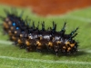 Caribbean Buckeye Caterpillar